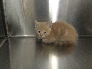 A1931673 -  Domestic Short Hair Cat for Adoption in Thousand Palms, California - A1931673 | PetCurious