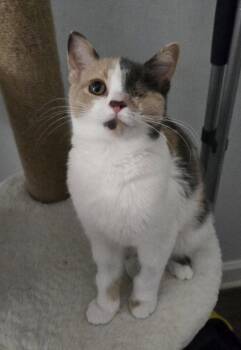 Grace -  Domestic Short Hair Cat for Adoption in Walled Lake, Michigan - Grace | PetCurious