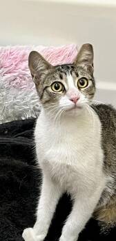 Rescue Domestic Short Hair and Tabby Cats for Adoption in San Jose, California - Gracie | PetCurious