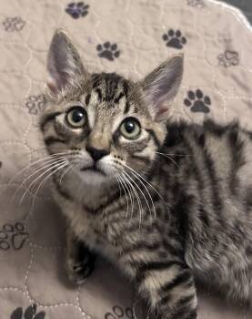 Noa -  Domestic Short Hair Cat for Adoption in Colorado Springs, Colorado - Noa | PetCurious