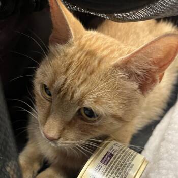 Neon -  Domestic Short Hair Cat for Adoption in Dearborn, Michigan - Neon | PetCurious
