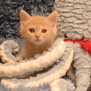 Sake -  Domestic Medium Hair Cat for Adoption in Huntington Beach, California - Sake | PetCurious