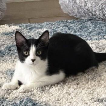 Max (PM) -  American Shorthair Cat for Adoption in Schertz, Texas - Max (PM) | PetCurious