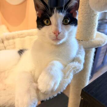 Domestic Short Hair Cats Available for Adoption in Murfreesboro, Tennessee - Atticus | PetCurious