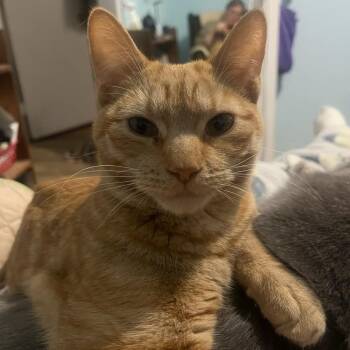 Domestic Short Hair Cats Available for Adoption in East Brunswick, New Jersey - Carrot (bonded To Peaches) | PetCurious