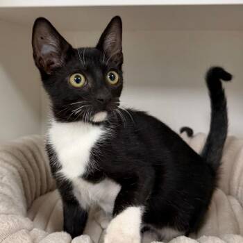Mickey -  Domestic Short Hair Cat for Adoption in Stillwater, Oklahoma - Mickey | PetCurious