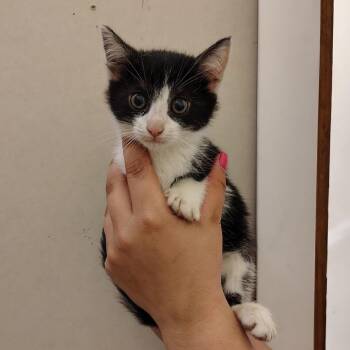 Asparagus -  Domestic Short Hair Cat for Adoption in Coos Bay, Oregon - Asparagus | PetCurious
