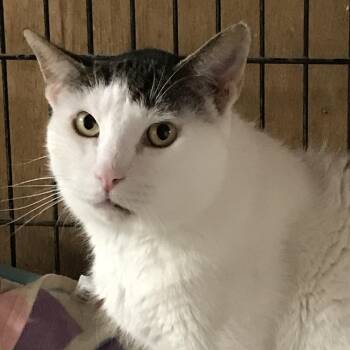 Rescue American Shorthair Cats for Adoption in Philadelphia, Pennsylvania - Moe | PetCurious