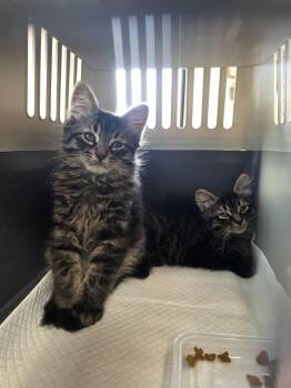Deacon and Declan -  Domestic Medium Hair Cat for Adoption in Lucknow, Ontario - Deacon And Declan | PetCurious