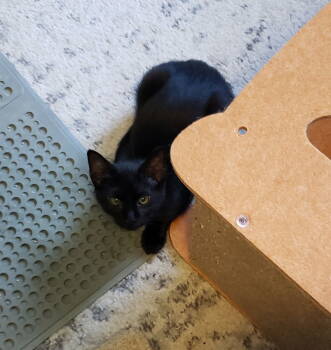 Rescue Domestic Short Hair Cats for Adoption in Cincinnati, Ohio - Peanut Butt | PetCurious