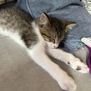 Domestic Medium Hair Cats Available for Adoption in Minnetonka, Minnesota - Anvil C69595 | PetCurious