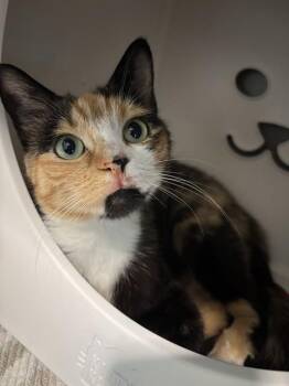 MURAL -  Domestic Short Hair Cat for Adoption in Leesburg, Virginia - MURAL | PetCurious