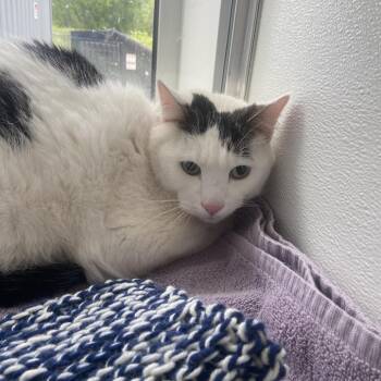 Domestic Short Hair Cats Available for Adoption in Binghamton, New York - Teeto | PetCurious