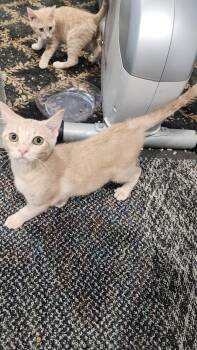 Kaya -  Domestic Short Hair Cat for Adoption in Walled Lake, Michigan - Kaya | PetCurious