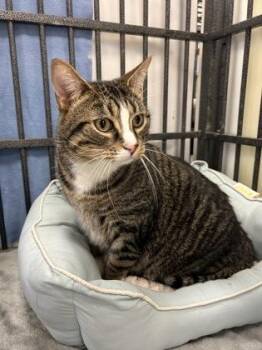 Domestic Short Hair Cats Available for Adoption - Oscar | PetCurious