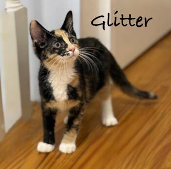 Glitter -  Domestic Short Hair Cat for Adoption in Pawleys Island, South Carolina - Glitter | PetCurious