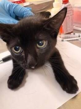 Domestic Short Hair Cats Available for Adoption in Fort Myers, Florida - FORTUNE | PetCurious