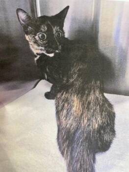 Domestic Short Hair Cats Available for Adoption in Erin, Ontario - Cindy | PetCurious