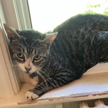 Timothy -  Domestic Short Hair Cat for Adoption in Fitchburg, Massachusetts - Timothy | PetCurious