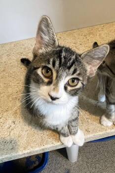 Finn -  Domestic Short Hair Cat for Adoption in Lincoln, Nebraska - Finn | PetCurious