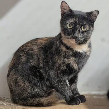MOZELLE -  Domestic Short Hair Cat for Adoption in Delhi, Ontario - MOZELLE | PetCurious