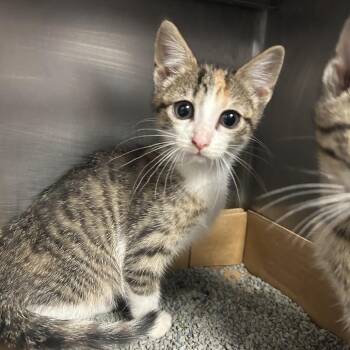 Hyena -  Domestic Short Hair Cat for Adoption in Charleston, West Virginia - Hyena | PetCurious