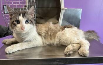 *Paul E. Dactyl* -  Domestic Medium Hair Cat for Adoption in Salt Lake City, Utah - *Paul E. Dactyl* | PetCurious