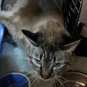 Snowball -  Siamese and Domestic Short Hair Cat Available for Adoption in Goleta, California - Snowball | PetCurious