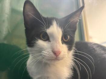 Jim Halpert -  Domestic Short Hair Cat for Adoption in Powell, Ohio - Jim Halpert | PetCurious