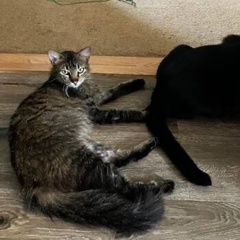 Herbert -  Domestic Medium Hair Cat for Adoption in Nacogdoches, Texas - Herbert | PetCurious