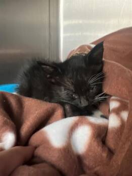 Domestic Short Hair Cats Available for Adoption in Thousand Palms, California - BEAR | PetCurious