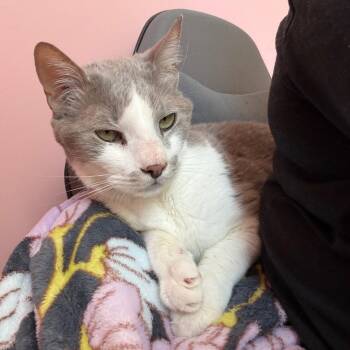 Goose -  Domestic Short Hair Cat for Adoption in Brownsboro, Alabama - Goose | PetCurious