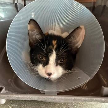 Constantine (4) -  Domestic Short Hair Cat for Adoption in Leander, Texas - Constantine (4) | PetCurious