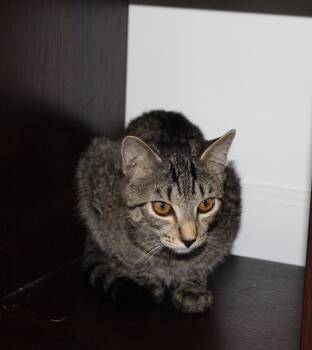 Rescue Domestic Short Hair Cats for Adoption in Youngsville, North Carolina - Edgar25 | PetCurious