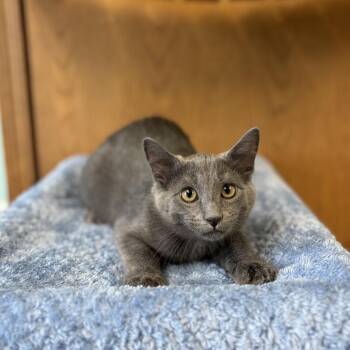 Lint--In Foster -  Domestic Short Hair Cat for Adoption in Fargo, North Dakota - Lint--In Foster | PetCurious