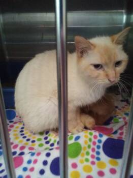 Rescue Domestic Short Hair Cats for Adoption in Virginia, Minnesota - Petal | PetCurious