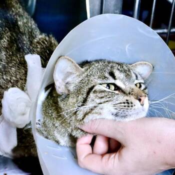 Captain Morgan -  Domestic Short Hair Cat for Adoption in Austin, Texas - Captain Morgan | PetCurious