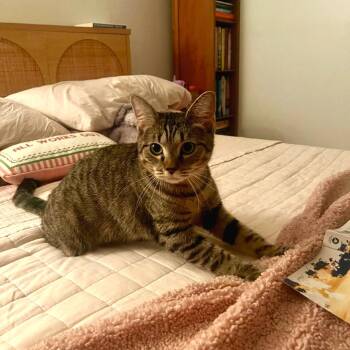 Picotin -  Domestic Short Hair Cat for Adoption in Boston, Massachusetts - Picotin | PetCurious