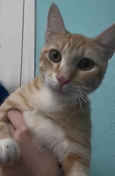 Spiderman -  Domestic Short Hair Cat for Adoption in Tucson, Arizona - Spiderman | PetCurious