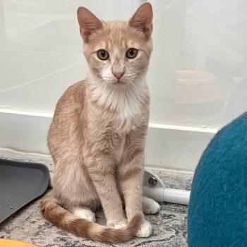 Rescue Domestic Short Hair Cats for Adoption in Los Angeles, California - Ernie | PetCurious