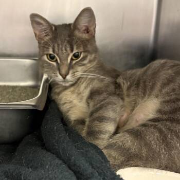Kendra -  Domestic Short Hair Cat for Adoption in Gloucester, Virginia - Kendra | PetCurious