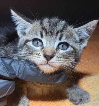 Tennessee -  Domestic Short Hair Cat for Adoption in Oakland, California - Tennessee | PetCurious
