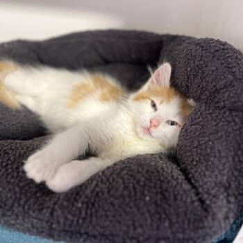Humvee -  Domestic Medium Hair Cat for Adoption in Salt Lake City, Utah - Humvee | PetCurious