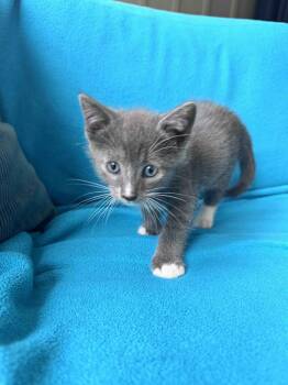 Sprite -  Domestic Short Hair Cat for Adoption in Buford, Georgia - Sprite | PetCurious