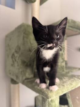 Shane -  Domestic Short Hair Cat for Adoption in Albany, New York - Shane | PetCurious