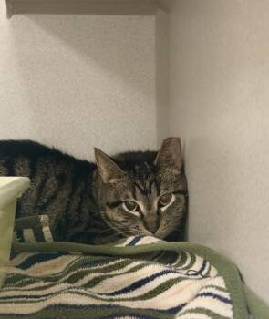 Domestic Short Hair Cats Available for Adoption - Katniss | PetCurious