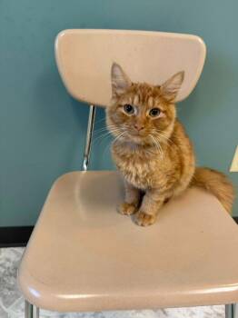 WALLY -  Domestic Long Hair Cat for Adoption in Chillicothe, Ohio - WALLY | PetCurious