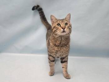 Newt -  Domestic Short Hair Cat for Adoption in Minneapolis, Minnesota - Newt | PetCurious