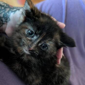 Mystique -  Domestic Short Hair Cat for Adoption in Silver Spring, Maryland - Mystique | PetCurious