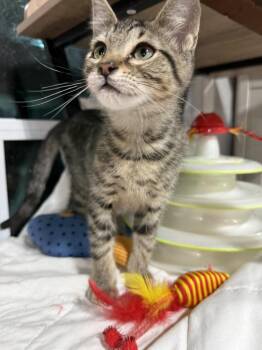 Yamaha -  Domestic Short Hair Cat for Adoption in Jackson, Georgia - Yamaha | PetCurious